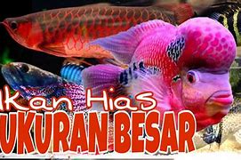 Ikan Besar Ikan Besar